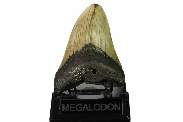 Fossil Megalodon Tooth - North Carolina #167035